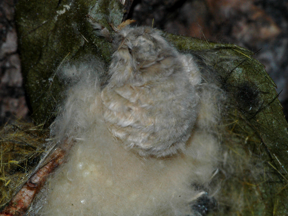 Bild Nr.10396 zum Vergrößern klicken Bild Nr.10396