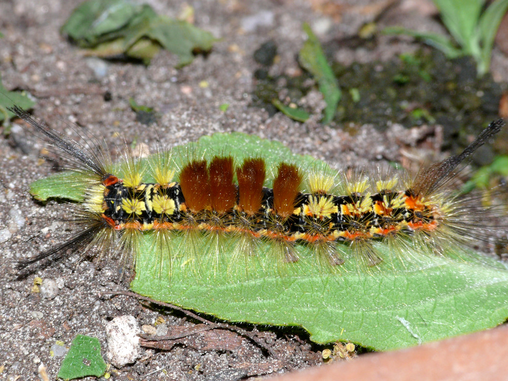 Bild Nr.10396 zum Vergrößern klicken Bild Nr.10396