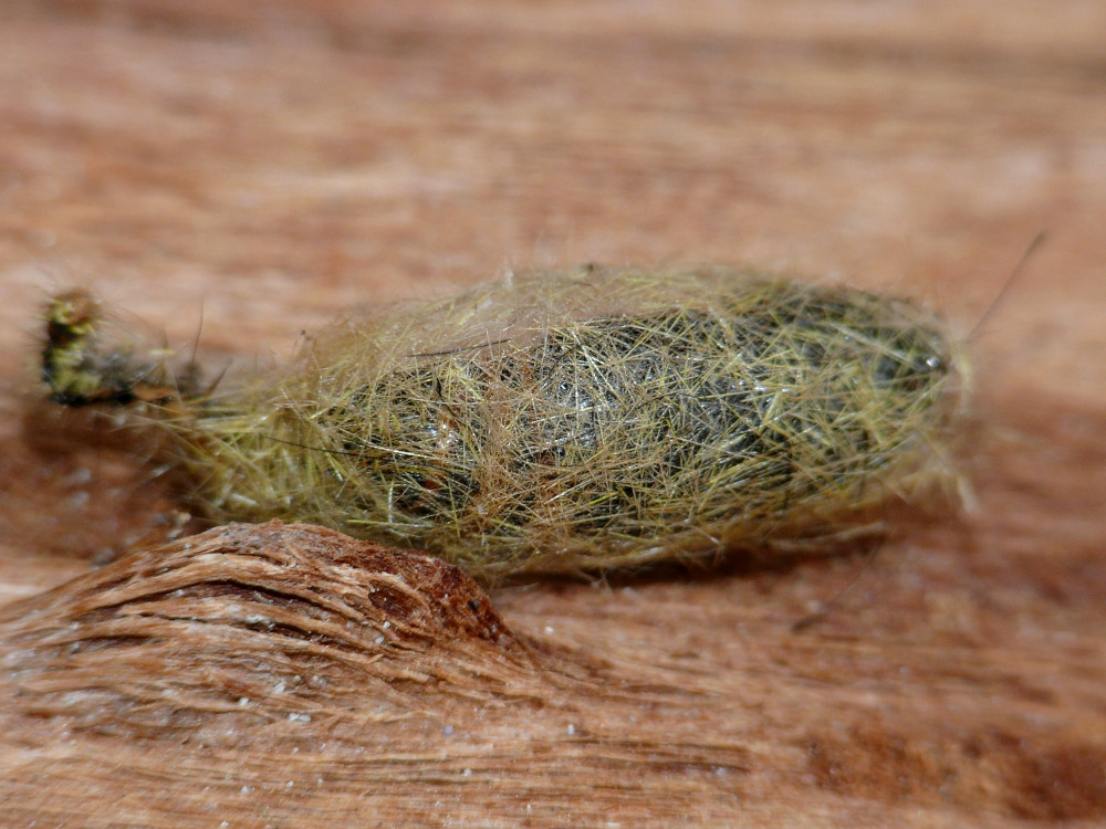 Bild Nr.10396 zum Vergrößern klicken Bild Nr.10396