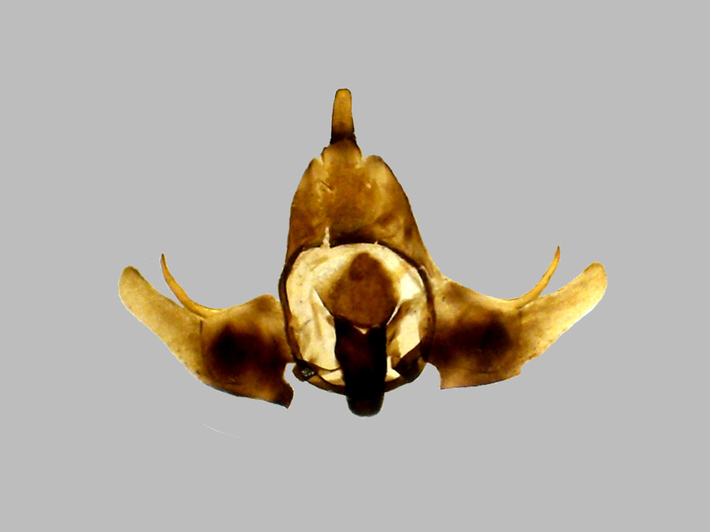 Bild Nr.10397 zum Vergrößern klicken Bild Nr.10397