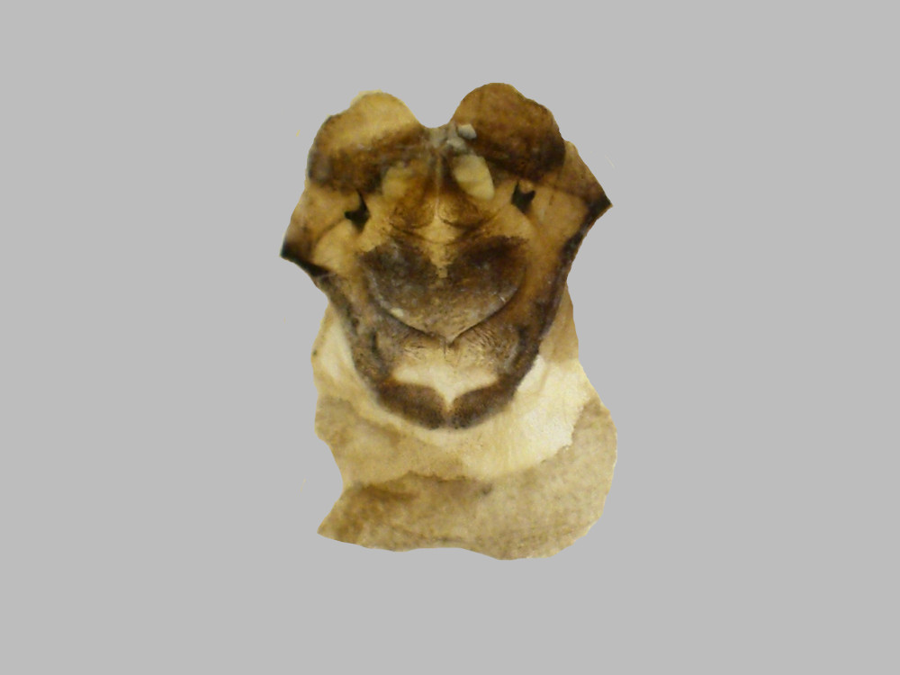 Bild Nr.10397 zum Vergrößern klicken Bild Nr.10397