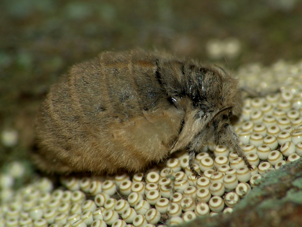 Bild Nr.10397 zum Vergrößern klicken Bild Nr.10397