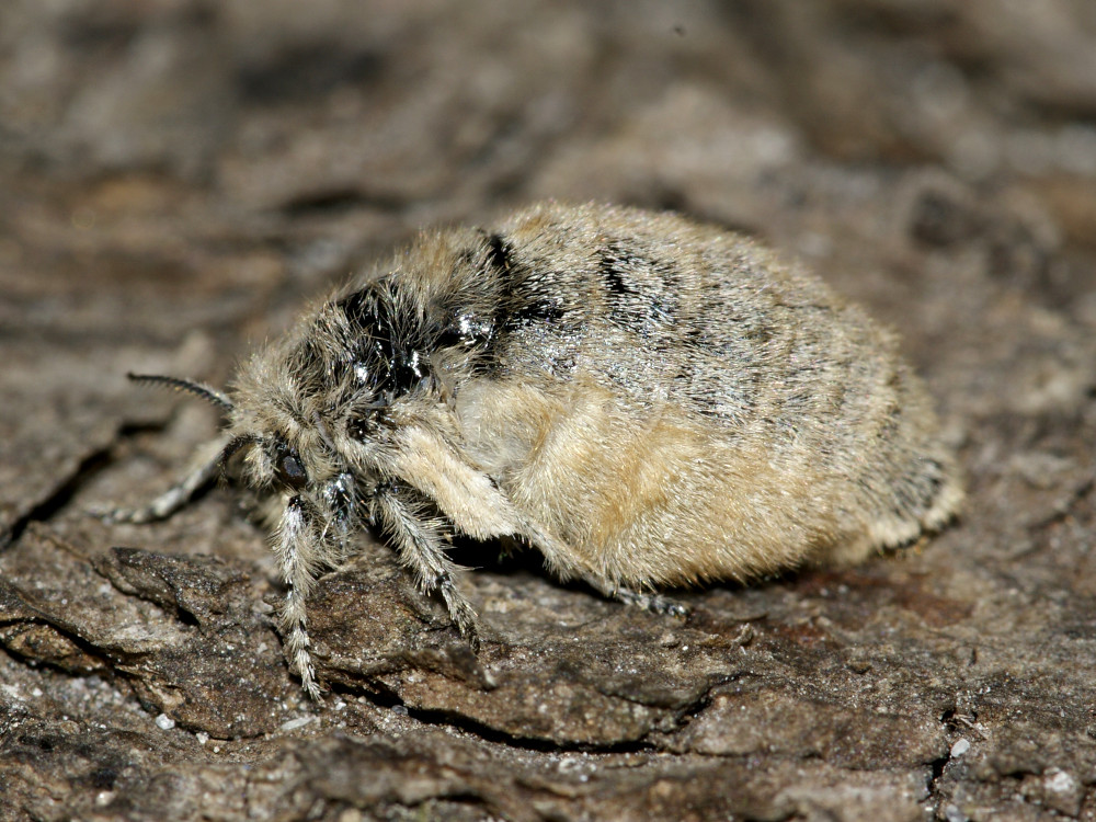 Bild Nr.10397 zum Vergrößern klicken Bild Nr.10397