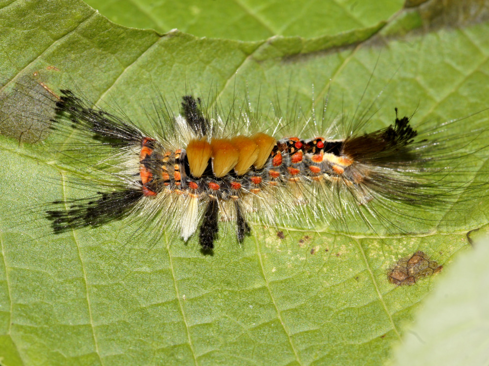 Bild Nr.10397 zum Vergrößern klicken Bild Nr.10397