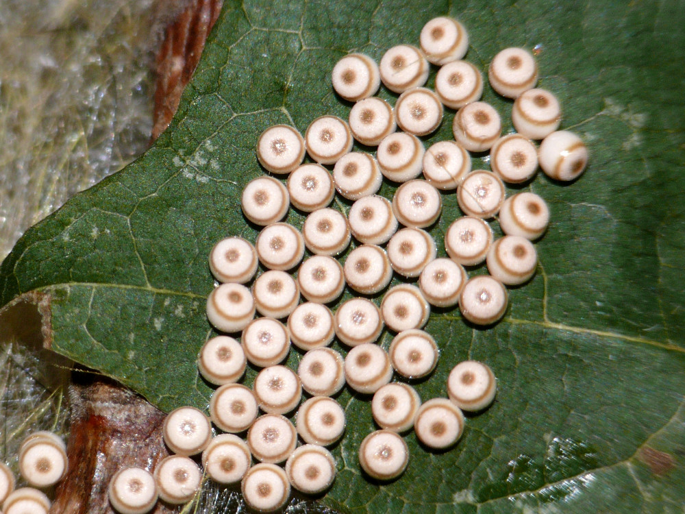 Bild Nr.10397 zum Vergrößern klicken Bild Nr.10397