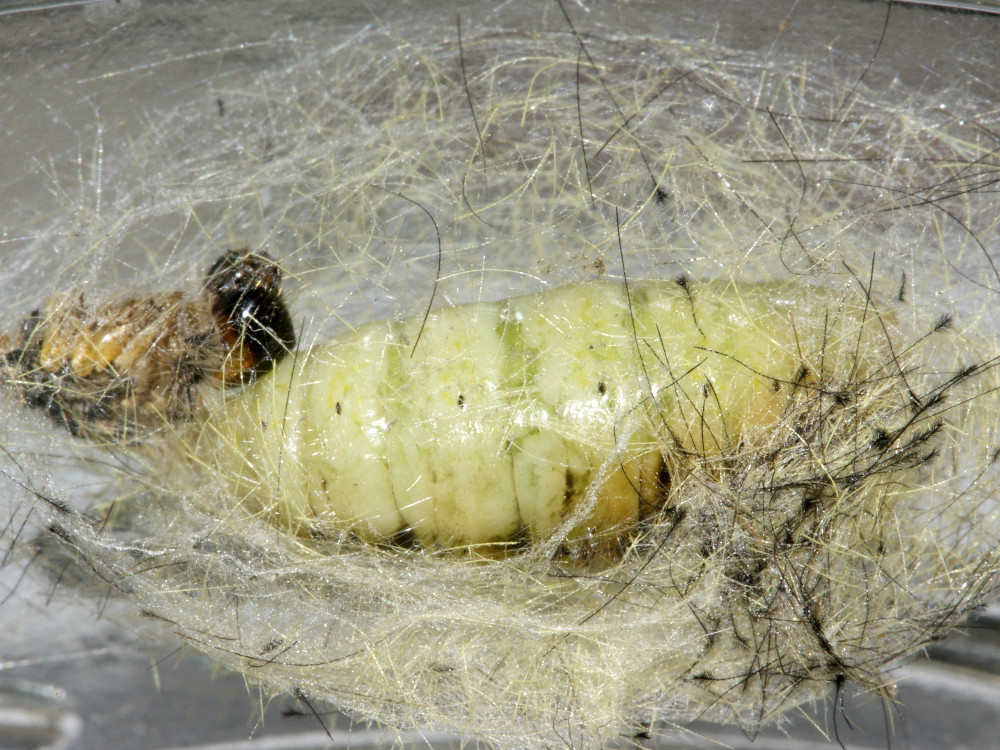 Bild Nr.10397 zum Vergrößern klicken Bild Nr.10397