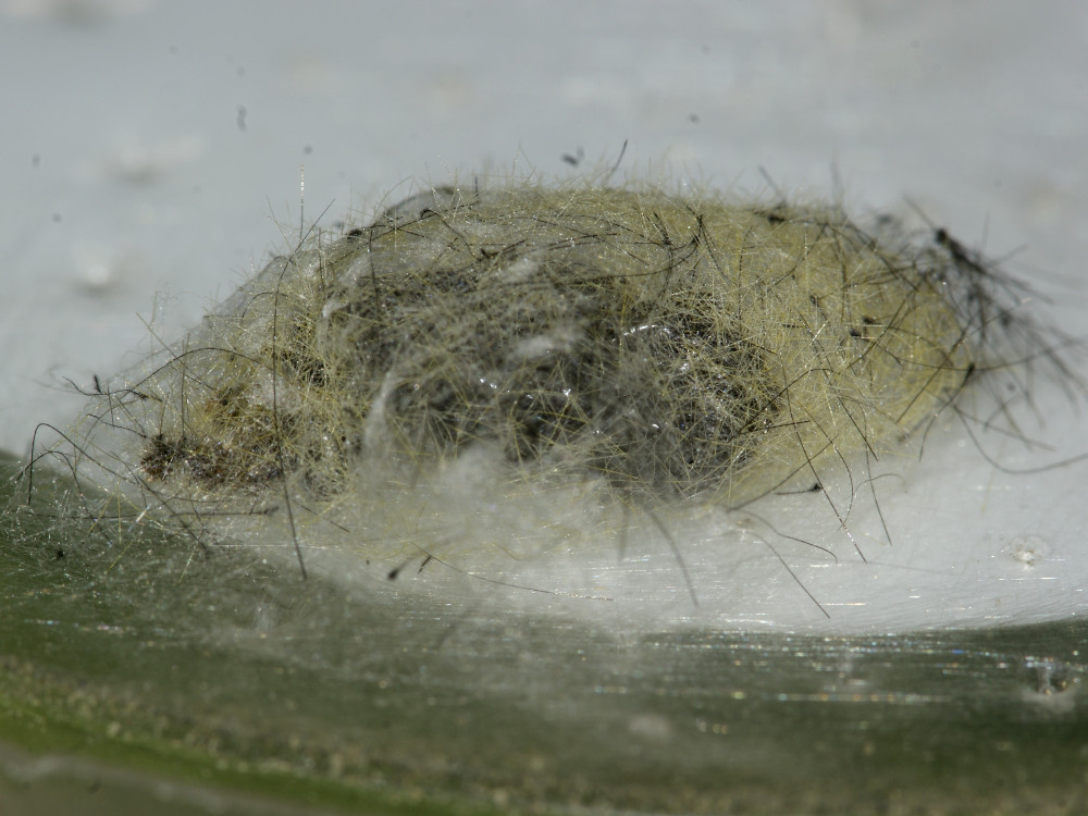 Bild Nr.10397 zum Vergrößern klicken Bild Nr.10397