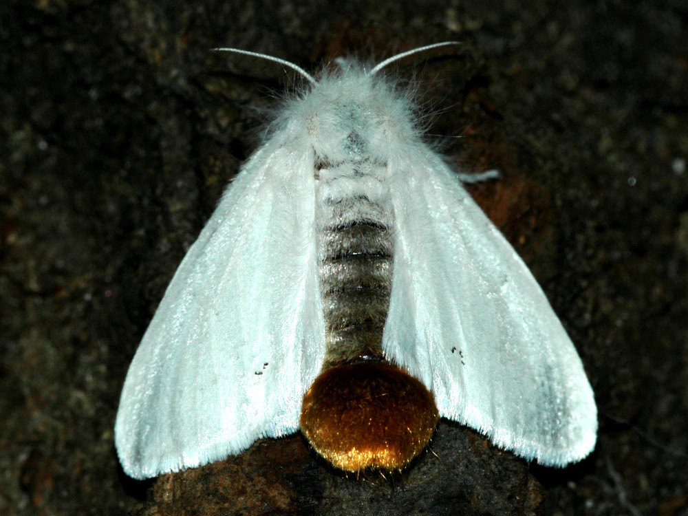 Bild Nr.10405 zum Vergrößern klicken Bild Nr.10405