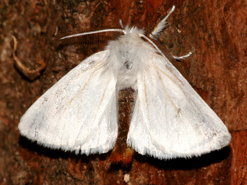 Bild Nr.10405 zum Vergrößern klicken Bild Nr.10405