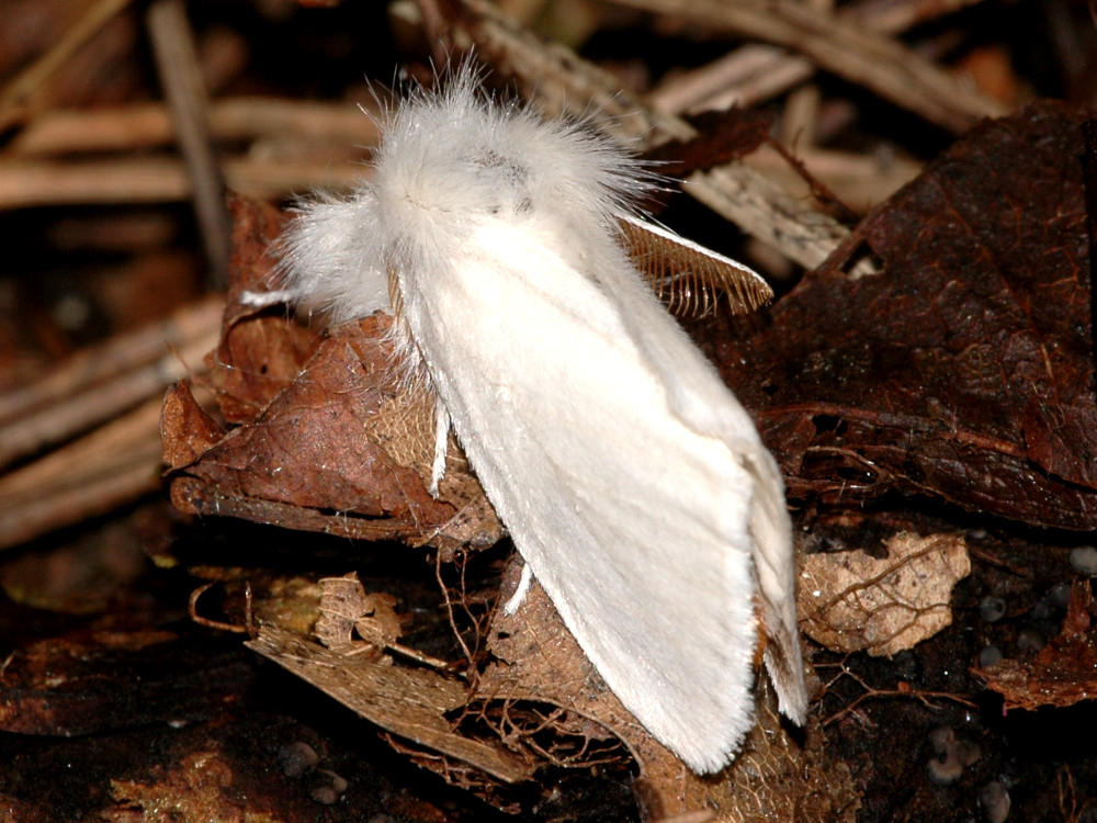 Bild Nr.10405 zum Vergrößern klicken Bild Nr.10405