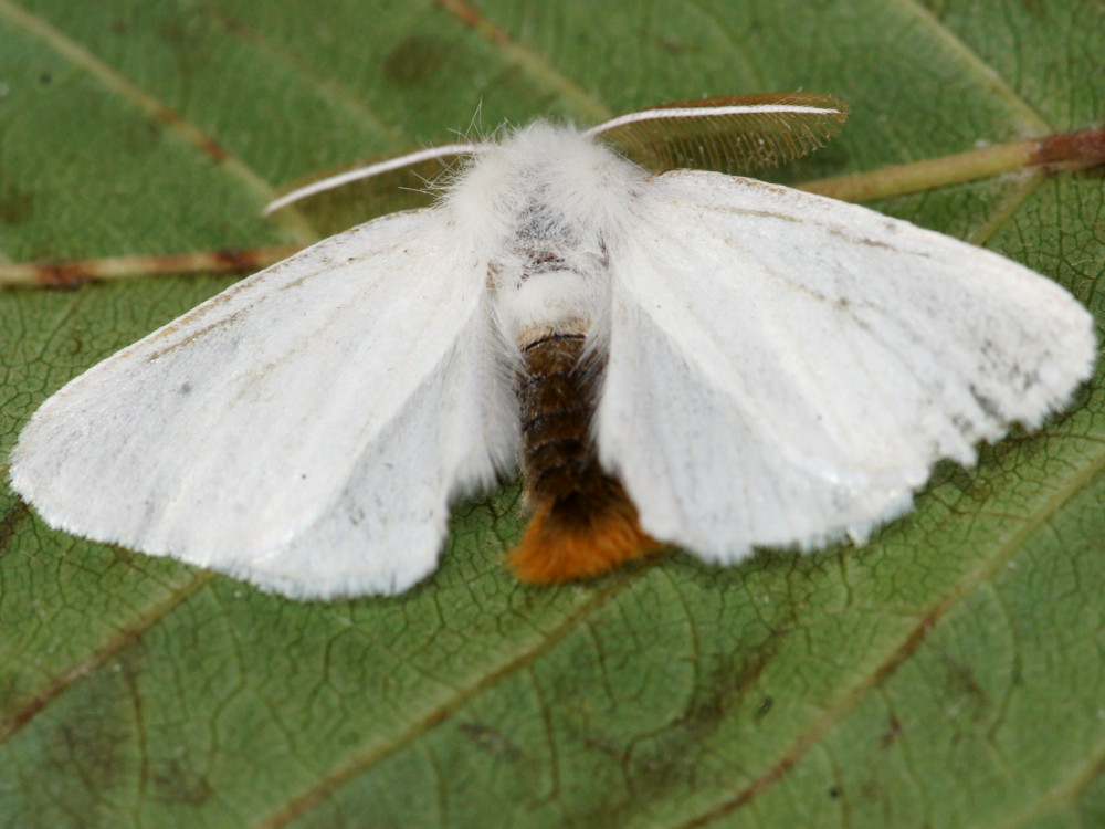 Bild Nr.10405 zum Vergrößern klicken Bild Nr.10405