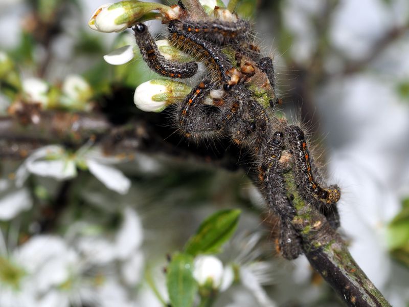 Bild Nr.10405 zum Vergrößern klicken Bild Nr.10405