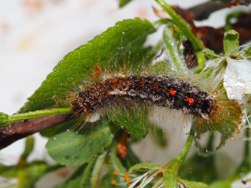 Bild Nr.10405 zum Vergrößern klicken Bild Nr.10405