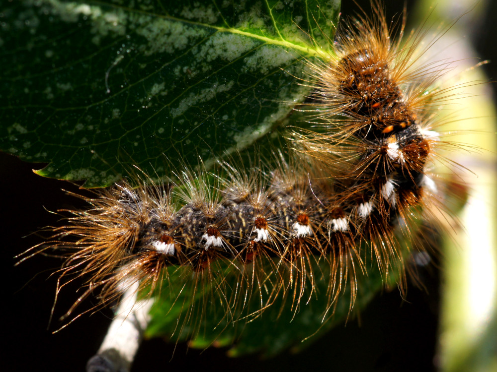 Bild Nr.10405 zum Vergrößern klicken Bild Nr.10405