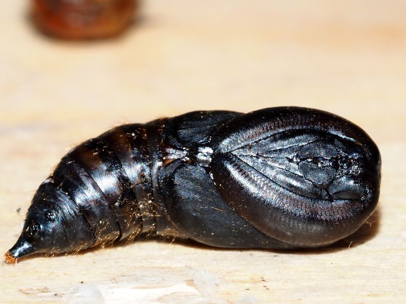 Bild Nr.10405 zum Vergrößern klicken Bild Nr.10405