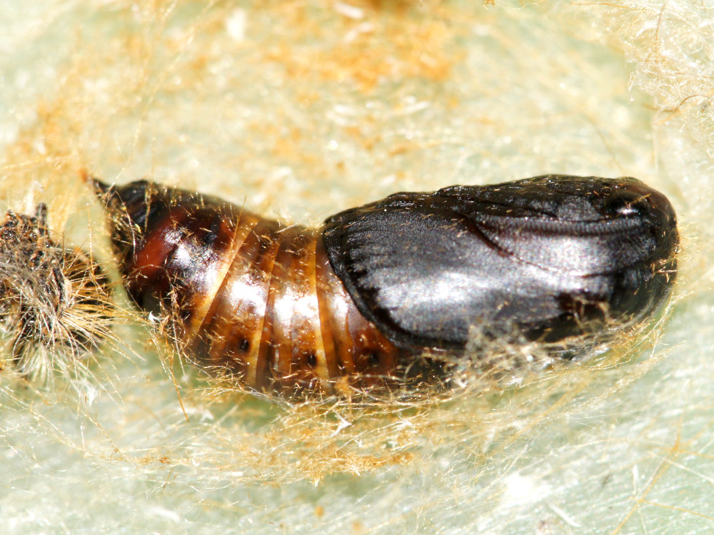 Bild Nr.10405 zum Vergrößern klicken Bild Nr.10405