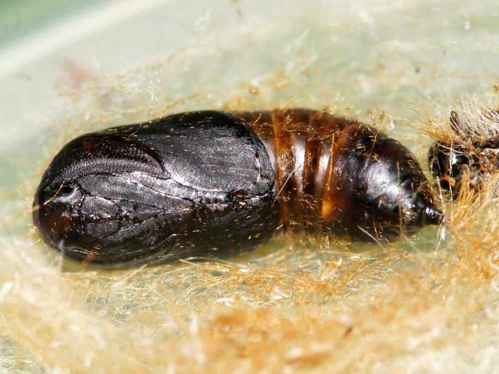 Bild Nr.10405 zum Vergrößern klicken Bild Nr.10405