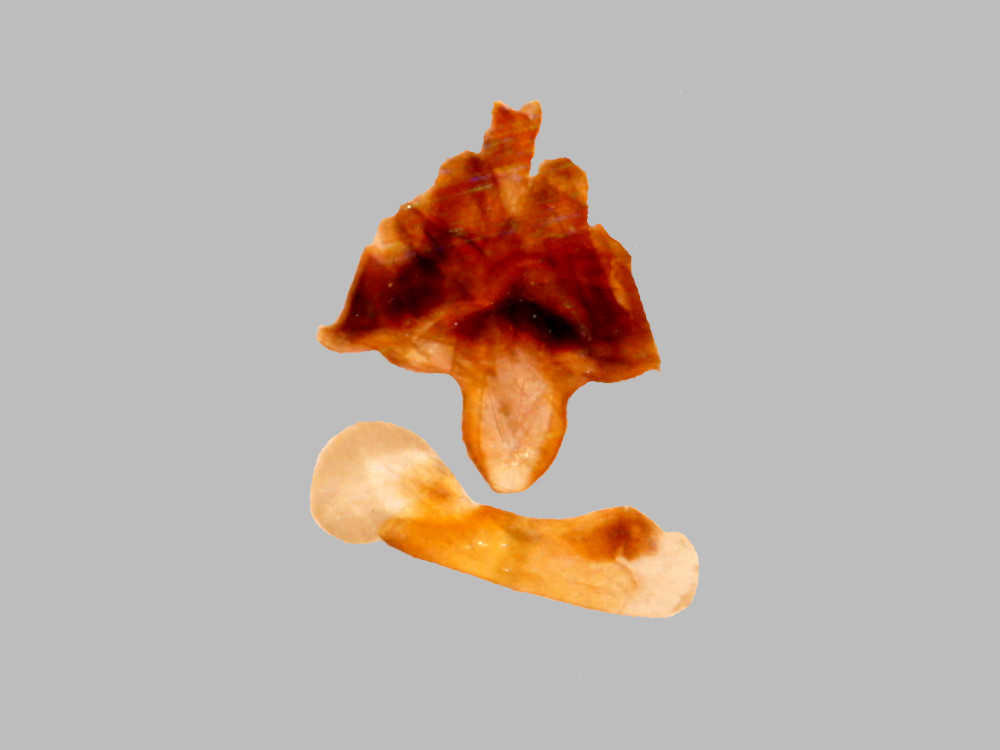 Bild Nr.10406 zum Vergrößern klicken Bild Nr.10406