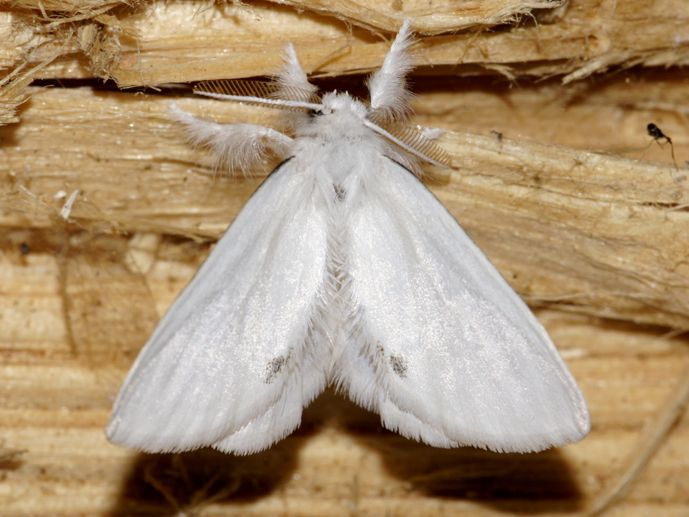 Bild Nr.10406 zum Vergrößern klicken Bild Nr.10406