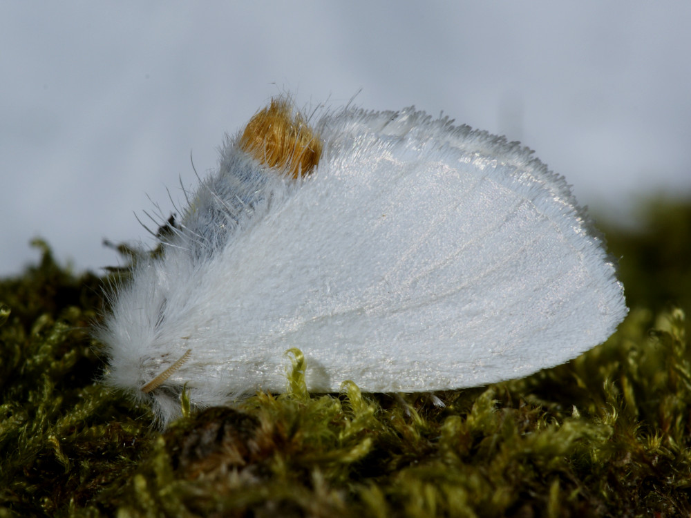 Bild Nr.10406 zum Vergrößern klicken Bild Nr.10406