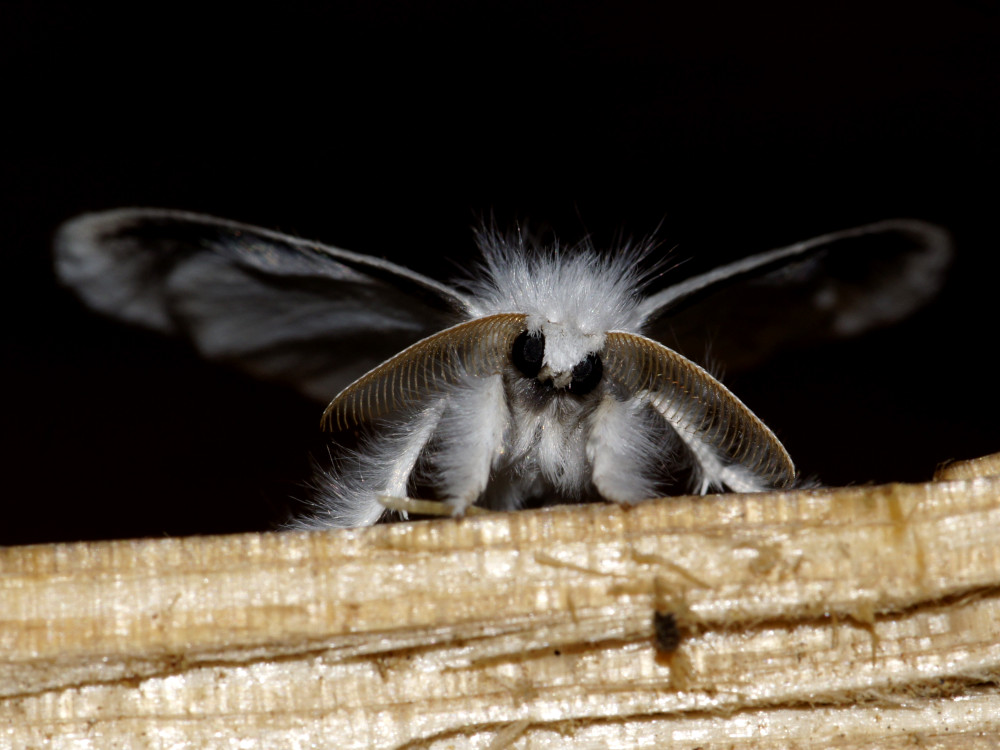 Bild Nr.10406 zum Vergrößern klicken Bild Nr.10406