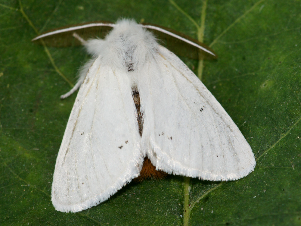 Bild Nr.10406 zum Vergrößern klicken Bild Nr.10406