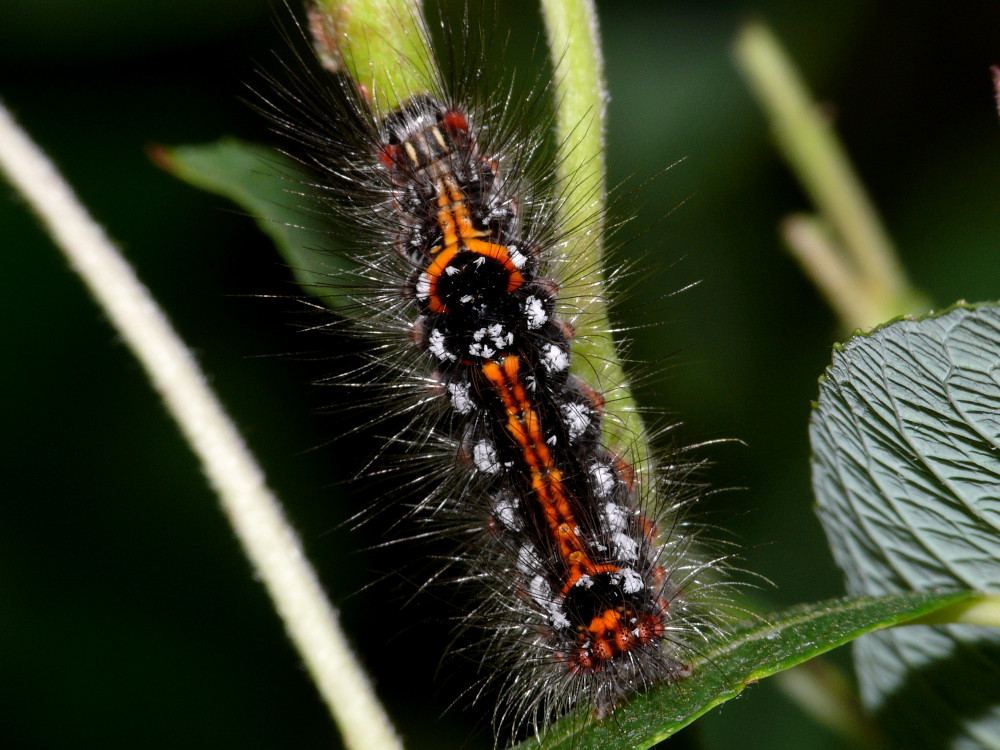 Bild Nr.10406 zum Vergrößern klicken Bild Nr.10406