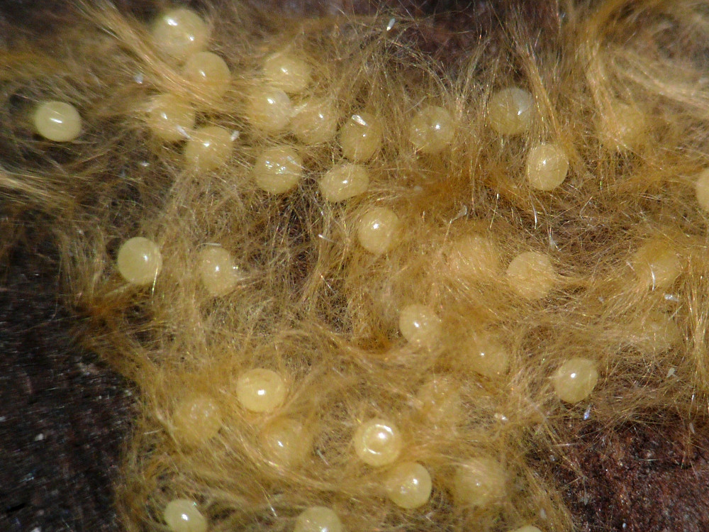 Bild Nr.10406 zum Vergrößern klicken Bild Nr.10406