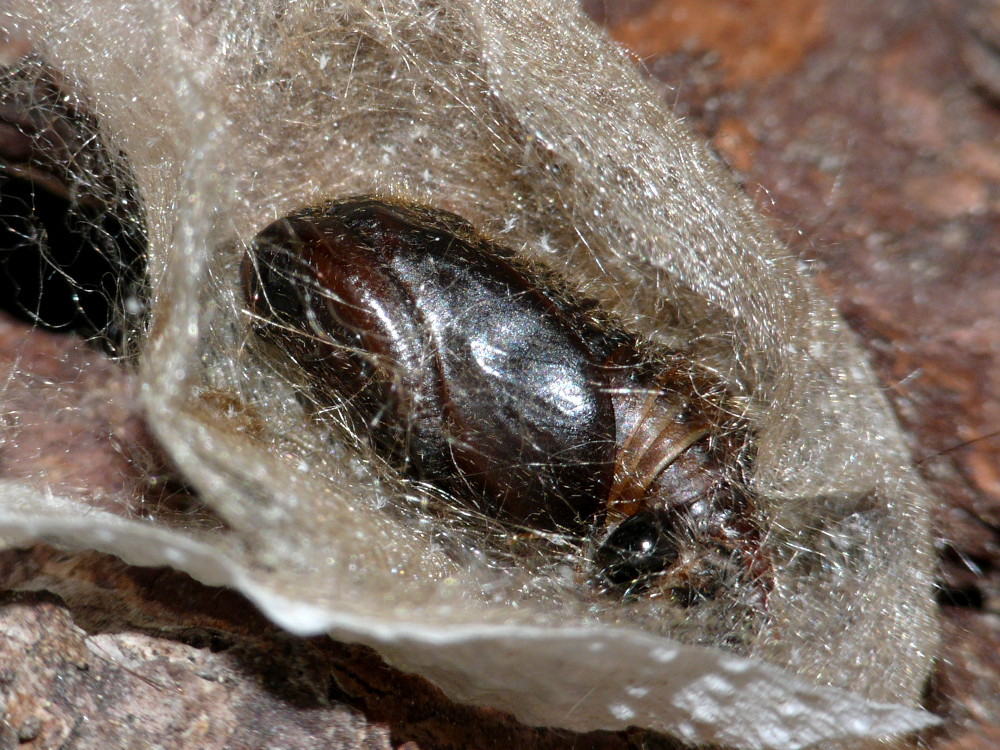 Bild Nr.10406 zum Vergrößern klicken Bild Nr.10406