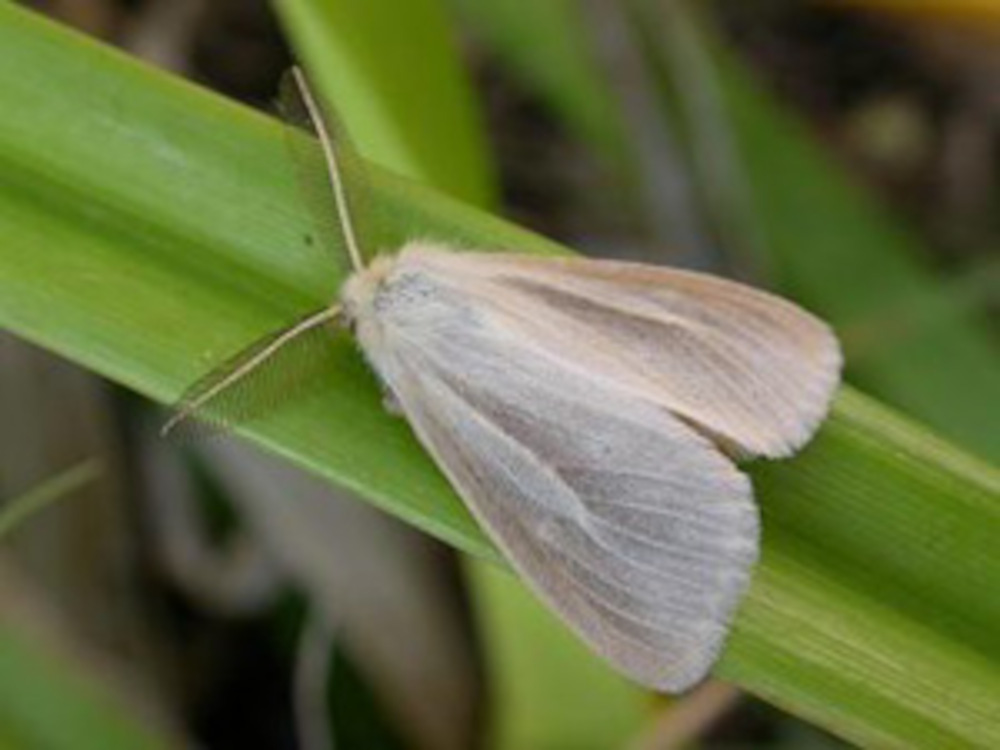 Bild Nr.10410 zum Vergrößern klicken Bild Nr.10410