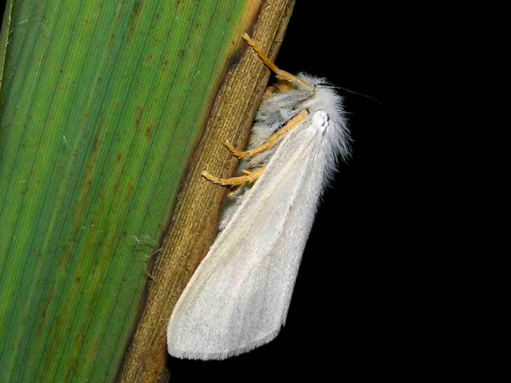 Bild Nr.10410 zum Vergrößern klicken Bild Nr.10410