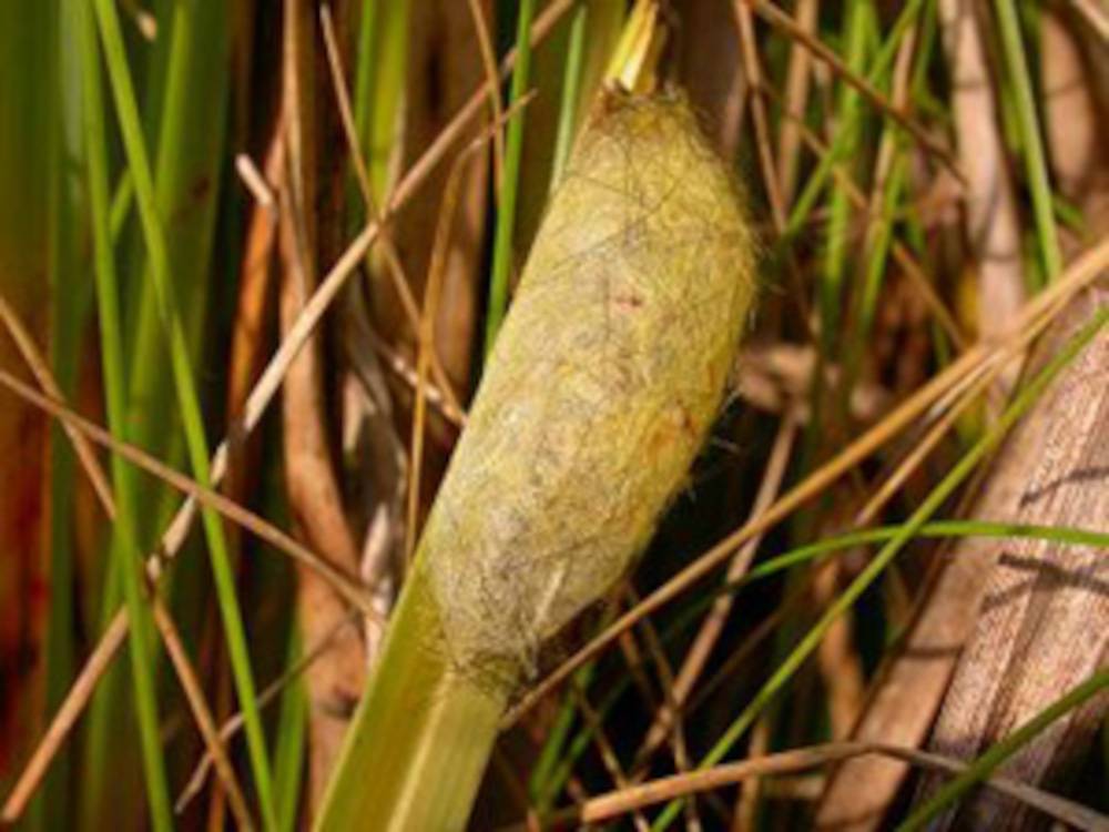 Bild Nr.10410 zum Vergrößern klicken Bild Nr.10410