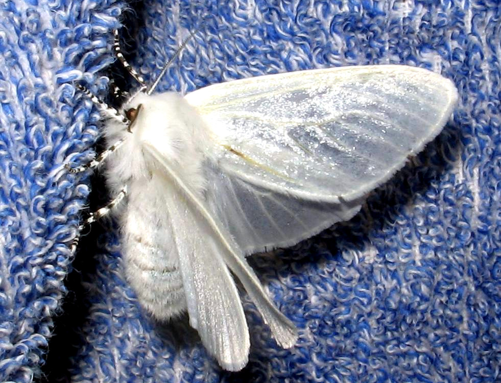 Bild Nr.10414 zum Vergrößern klicken Bild Nr.10414