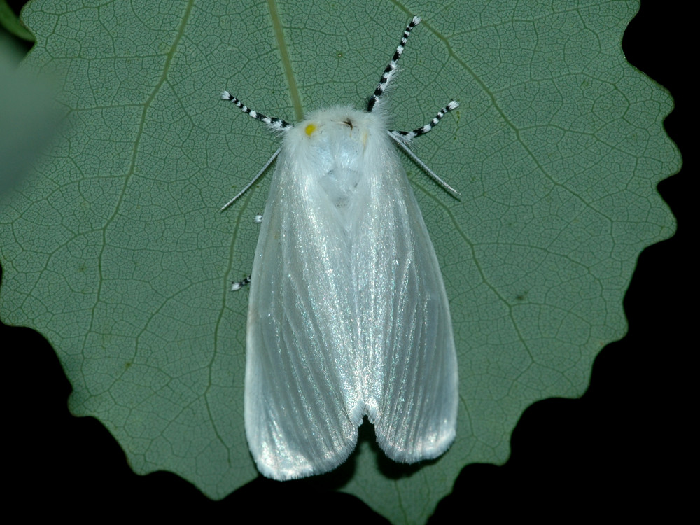 Bild Nr.10414 zum Vergrößern klicken Bild Nr.10414