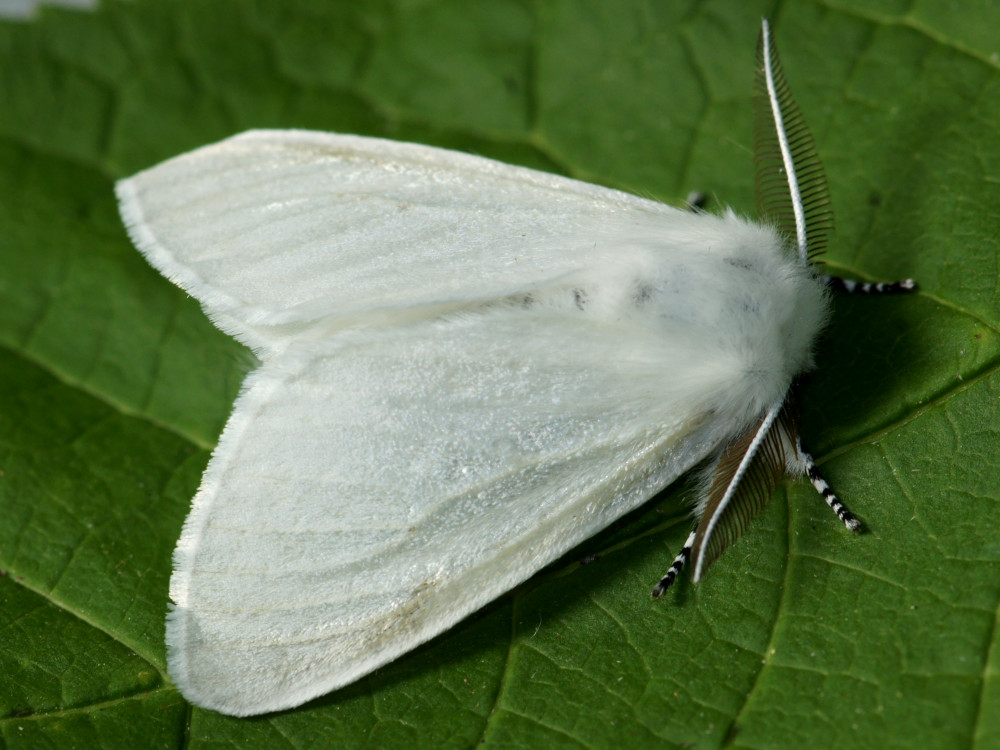 Bild Nr.10414 zum Vergrößern klicken Bild Nr.10414