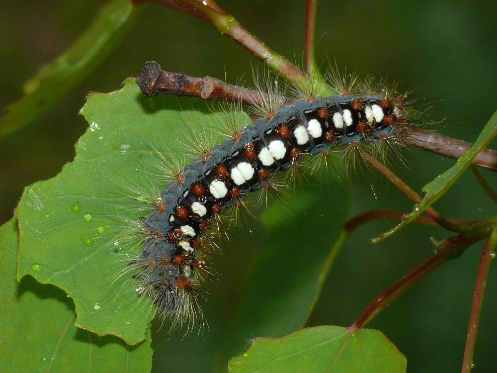 Bild Nr.10414 zum Vergrößern klicken Bild Nr.10414