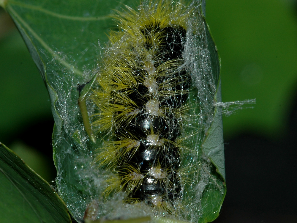 Bild Nr.10414 zum Vergrößern klicken Bild Nr.10414