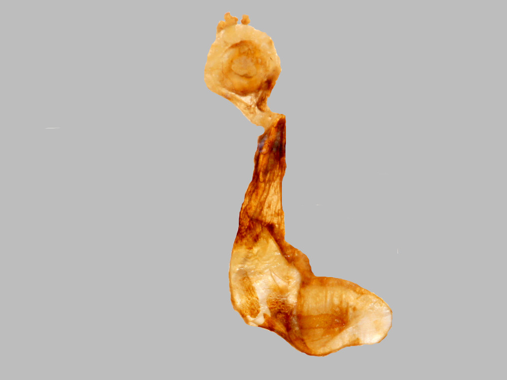 Bild Nr.10416 zum Vergrößern klicken Bild Nr.10416