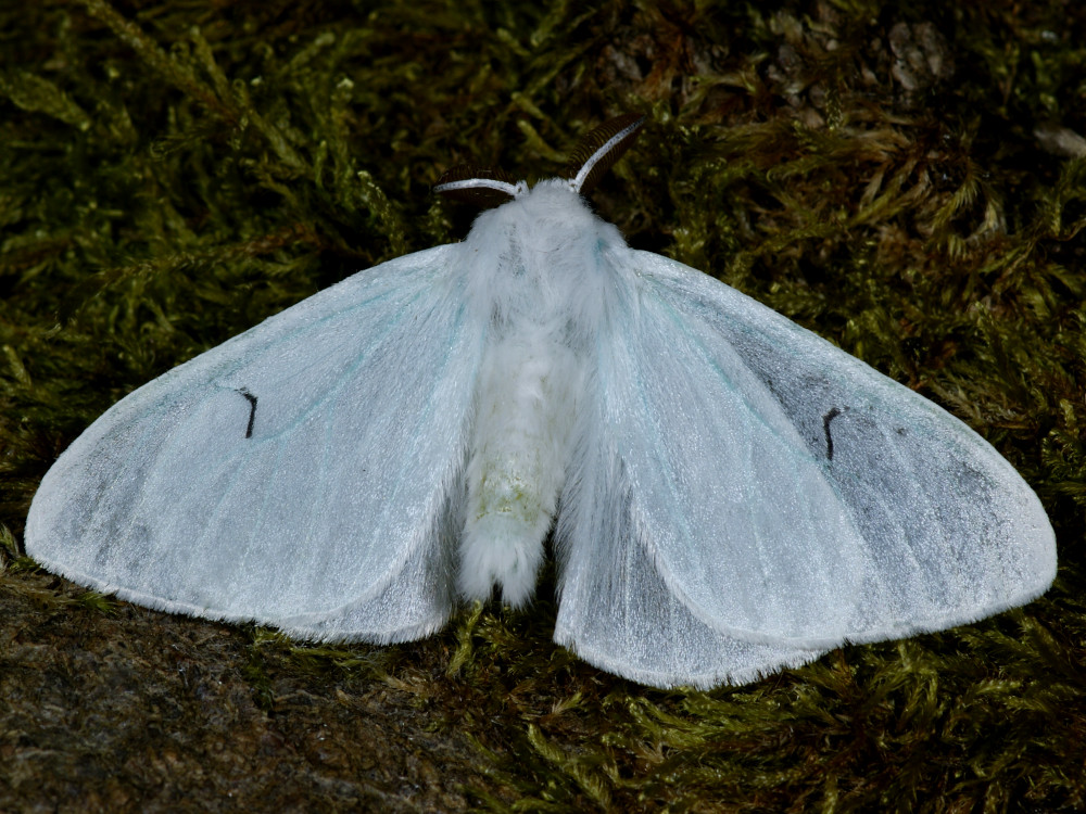 Bild Nr.10416 zum Vergrößern klicken Bild Nr.10416