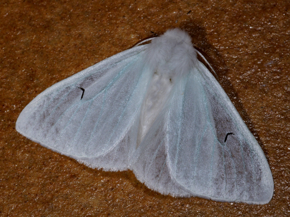 Bild Nr.10416 zum Vergrößern klicken Bild Nr.10416