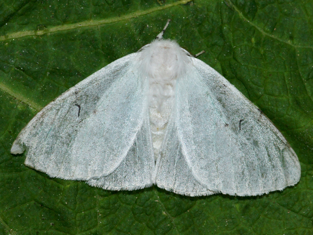 Bild Nr.10416 zum Vergrößern klicken Bild Nr.10416