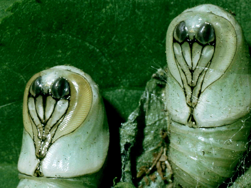 Bild Nr.10416 zum Vergrößern klicken Bild Nr.10416