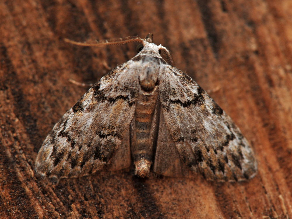 Bild Nr.10423 zum Vergrößern klicken Bild Nr.10423