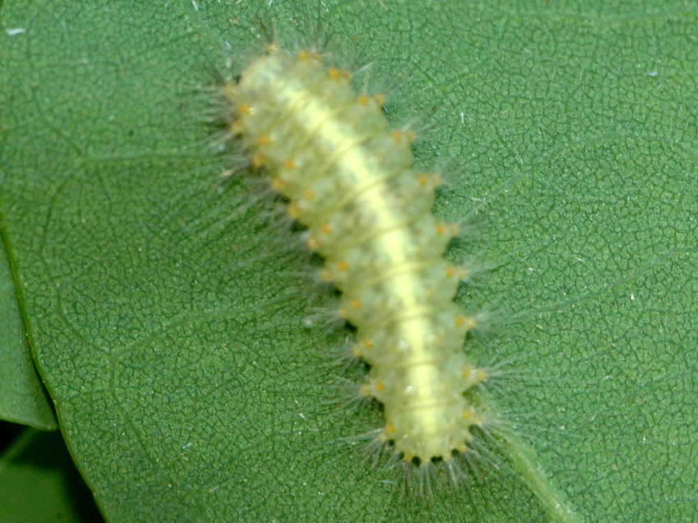 Bild Nr.10423 zum Vergrößern klicken Bild Nr.10423