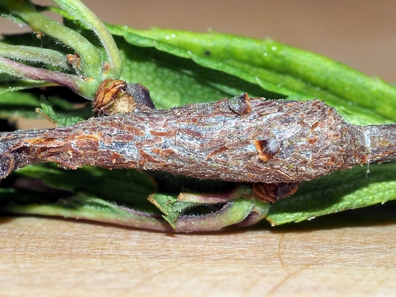 Bild Nr.10427 zum Vergrößern klicken Bild Nr.10427