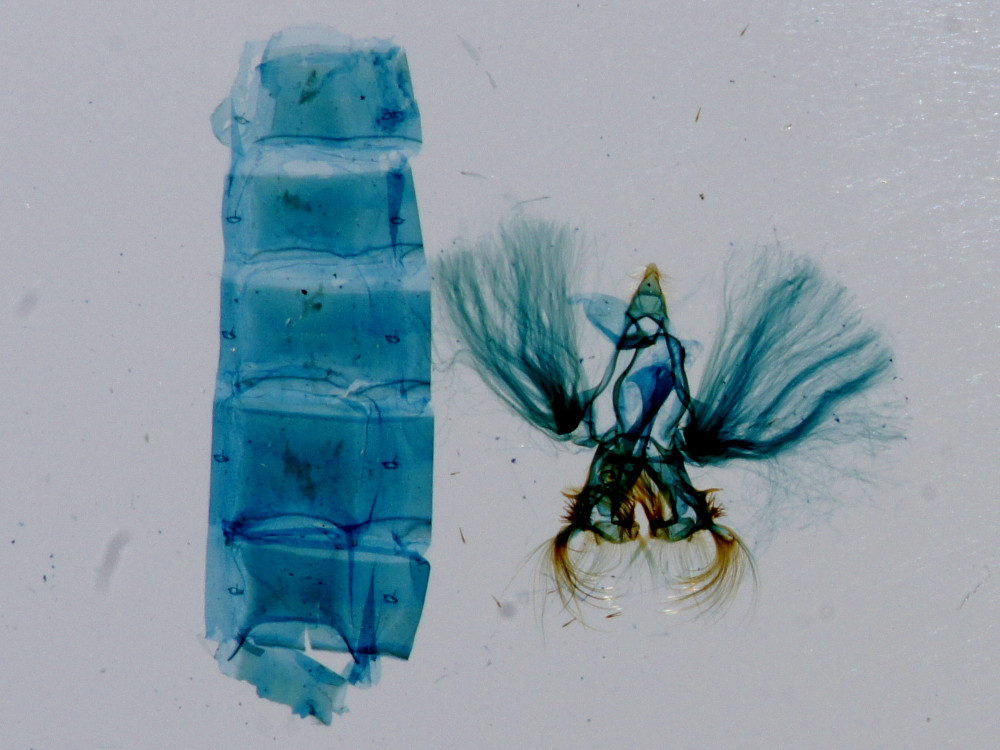 Bild Nr.10441 zum Vergrößern klicken Bild Nr.10441