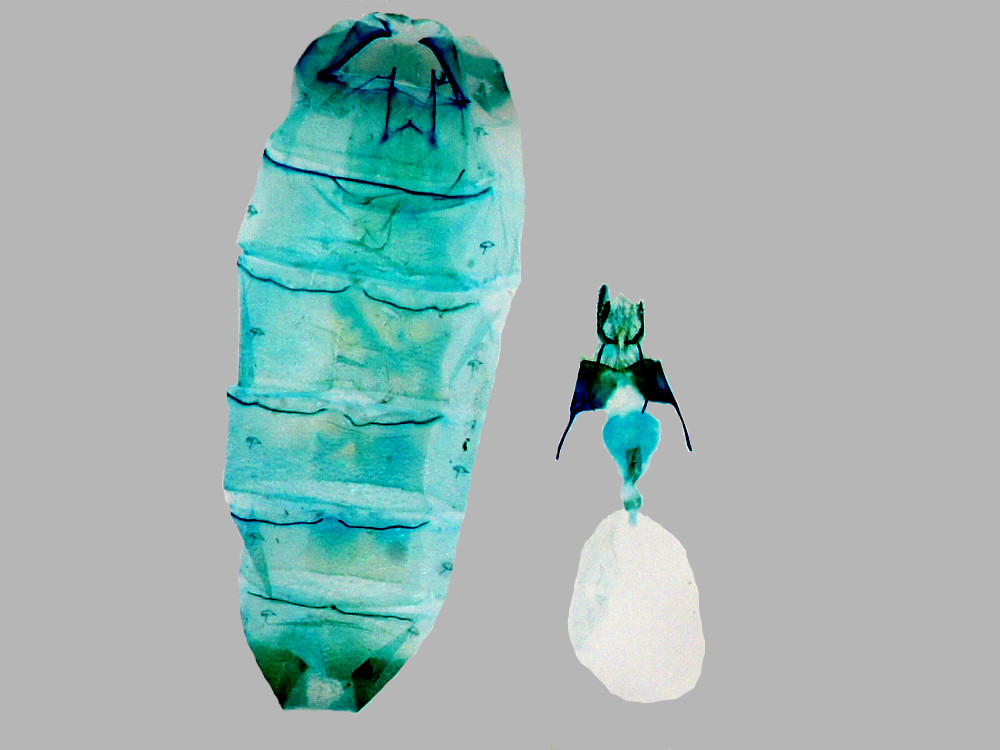 Bild Nr.10441 zum Vergrößern klicken Bild Nr.10441