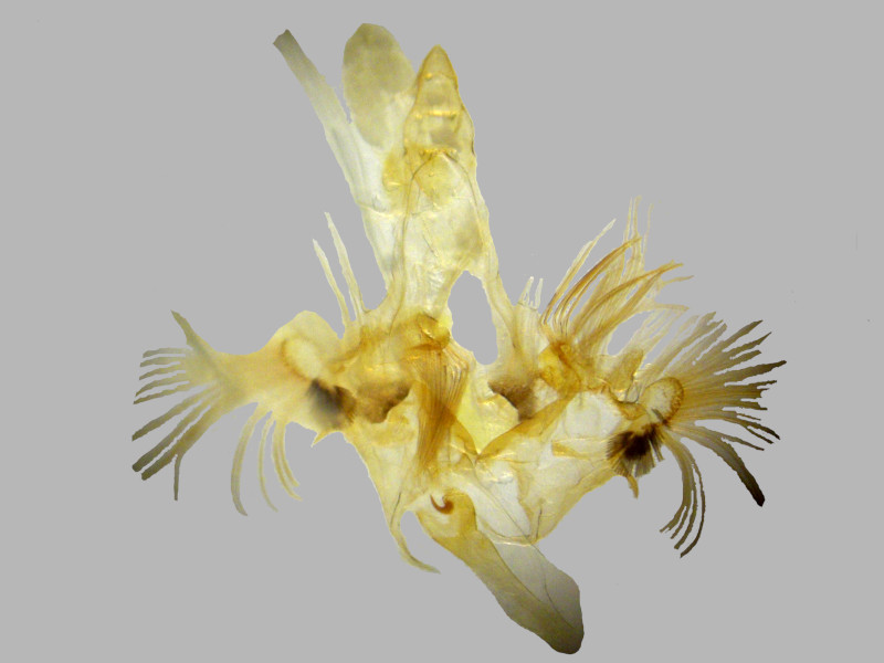 Bild Nr.10441 zum Vergrößern klicken Bild Nr.10441