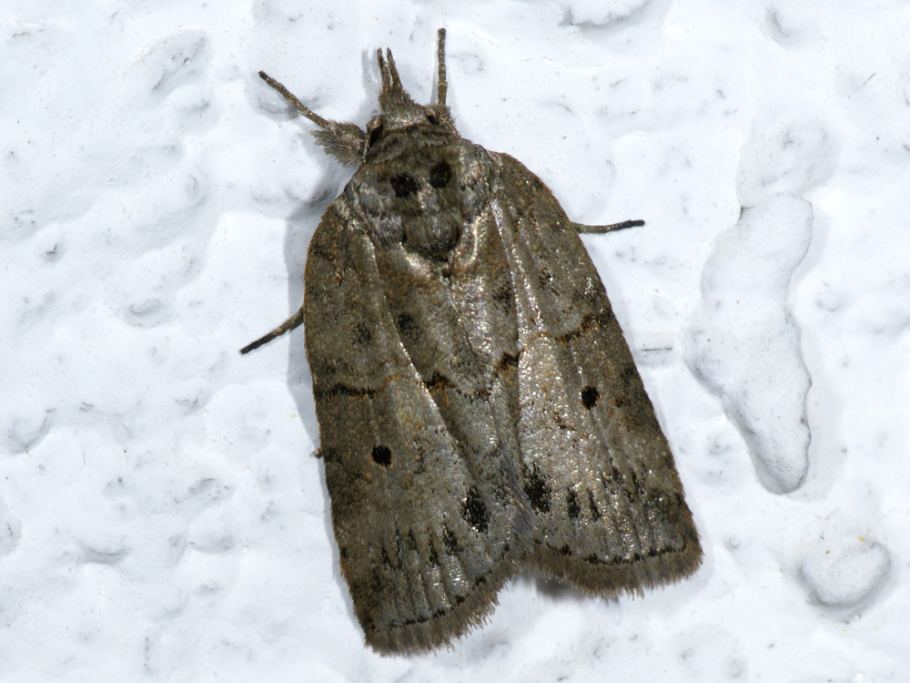 Bild Nr.10441 zum Vergrößern klicken Bild Nr.10441