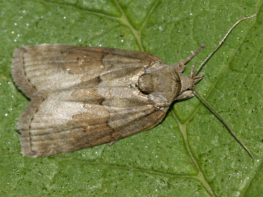 Bild Nr.10441 zum Vergrößern klicken Bild Nr.10441